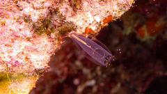 Rhopalaea