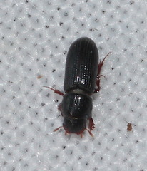 Pleurophorus caesus