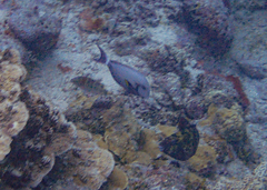 Acanthurus nigricauda