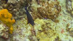Acanthurus nigricauda