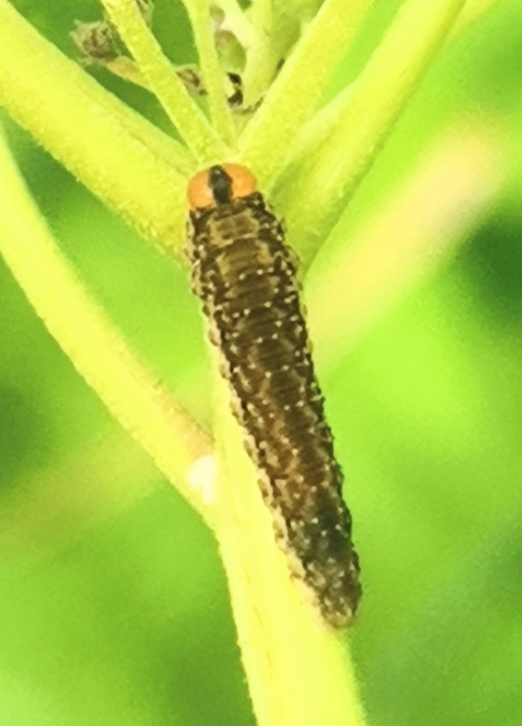 8-spot Dawn-treader