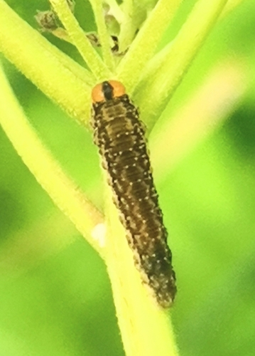 8-spot Dawn-treader