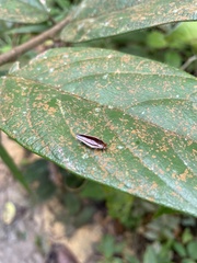 Pseudophyllodromia laticeps