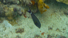 Acanthurus nigricauda
