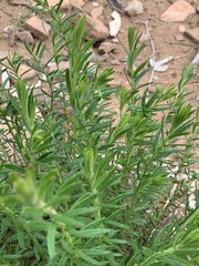 Gonocarpus elatus