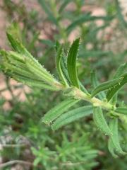 Gonocarpus elatus