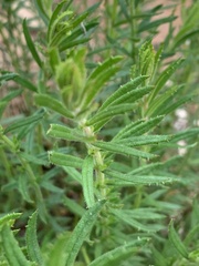 Gonocarpus elatus