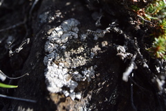 Protoparmeliopsis pinguis