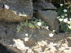 Saxifraga aspera