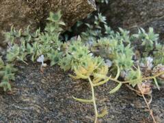 Saxifraga aspera