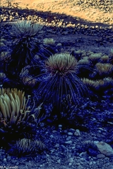 Espeletia timotensis