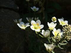 Saxifraga aspera