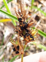 Anthracoidea arenariae