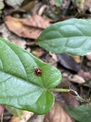 Stenotarsus pardalis