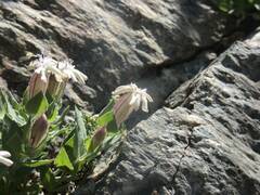 Silene cordifolia