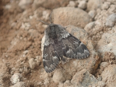 Gynaephora rossii