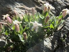 Silene cordifolia