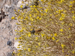 Crossidius suturalis