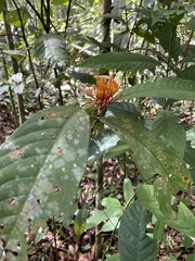 Ixora congesta