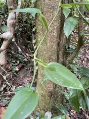 Scindapsus hederaceus