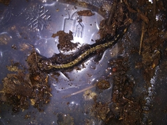 Plethodon hubrichti