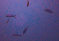 Caesio caerulaurea