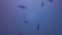 Caesio caerulaurea