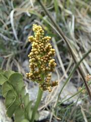 Botrychium lunaria image