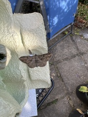 Peribatodes rhomboidaria