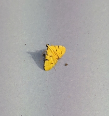 Xanthomelaena