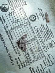 Xanthorhoe fluctuata