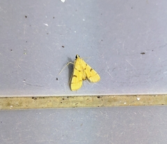 Xanthomelaena
