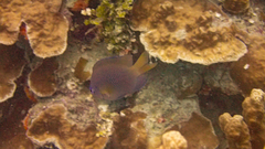 Pomacentrus amboinensis