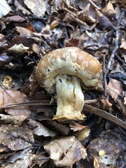 Cortinarius epiphaeus
