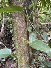 Scindapsus hederaceus