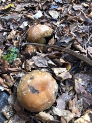 Cortinarius epiphaeus