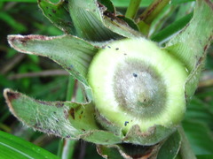 Orseolia miscanthi