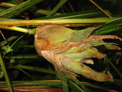 Orseolia miscanthi
