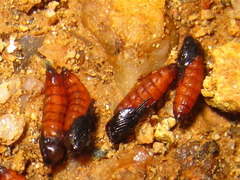 Orseolia miscanthi