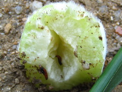 Orseolia miscanthi