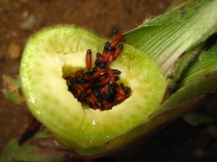 Orseolia miscanthi