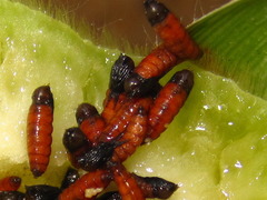 Orseolia miscanthi