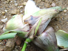 Orseolia miscanthi