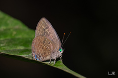 Arhopala aurea