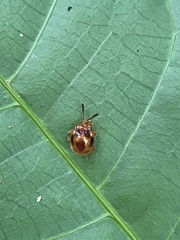 Stenotarsus pardalis