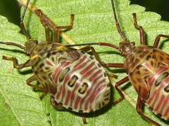 Urochela quadrinotata