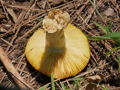 Russula aurea