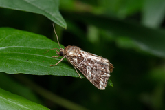 Callopistria exotica