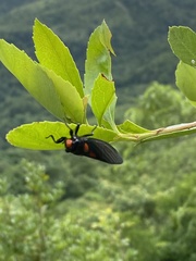 Huechys sanguinea