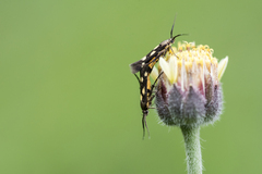 Eretmocera impactella